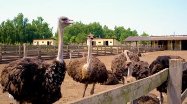 Yazın çiftlikte devekuşları. Seçici odaklanma. Doğa.