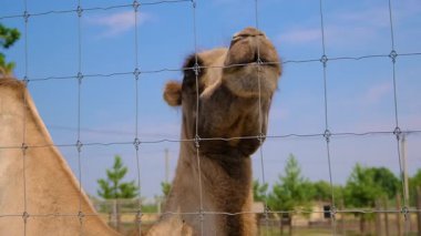Camel on a farm in summer. Selective focus. Nature.