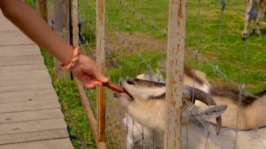 Yazın çiftlikte keçiler. Seçici odaklanma. Doğa.