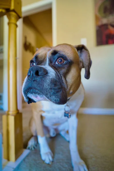 Boxer dog looking with strong face