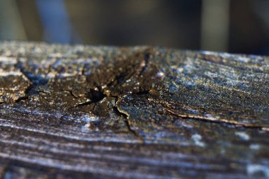 Eski orman havası ahşabı uyarır çivi açık havada güneşli bir günde