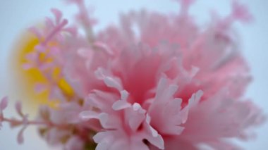 close up spring time pink and yellow flower focus shift white background