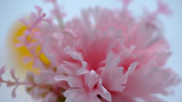 Close Spring Time Pink Yellow Flower Focus Shift White Background — Stockvideo