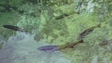 Gökkuşağı alabalıkları şeffaf suları olan sığ bir gölette balık avlarlar.