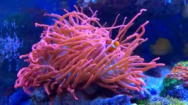 Palyaço balığı deniz şakayığıyla oynuyor.