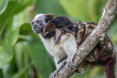 Geoffroys Tamarin monkey mother with baby in panama on monkey  Island clipart