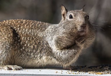 Brown California Ground Squirrel aka Beechey ground squirrel (Otospermophilus beecheyi)  feeding on seeds in Big Bear Lake, California clipart