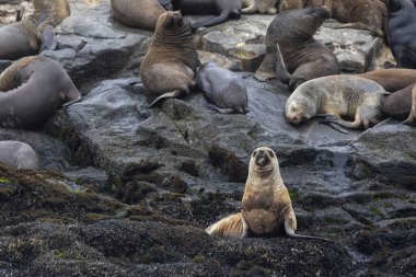 Açık kahverengi deniz aslanı Palomino Adası 'nda, Lima' da, Peru 'da, Güney Amerika' da, Pasifik Okyanusu 'nun kayalıklarında güneşlenirken diğer deniz aslanları arasında göze çarpar.