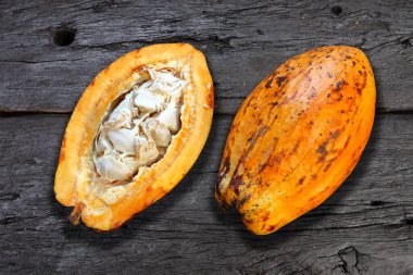 Kakao meyvesi sallanıyor, tropik bitki yetiştiriliyor.