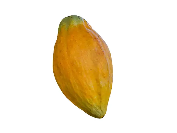 Fruto Cacao Colgando Del Árbol Imagen de stock