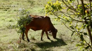 Zebu sığırları, Zebuno, Guzer, Gir ve Nellore arasındaki geçişin sonucudur.