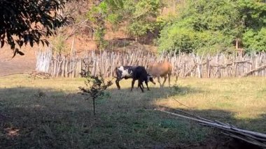 Zebu sığırları, Zebuno, Guzer, Gir ve Nellore arasındaki geçişin sonucudur.