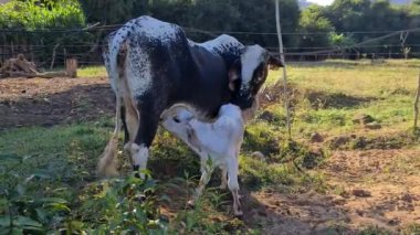 Zebu sığırları, Zebuno, Guzer, Gir ve Nellore arasındaki geçişin sonucudur.