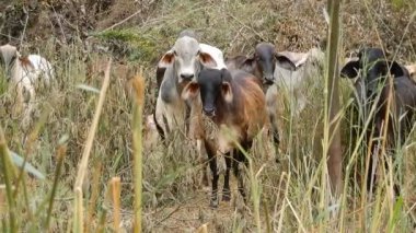 Zebu sığırları, Zebuno, Guzer, Gir ve Nellore arasındaki geçişin sonucudur.