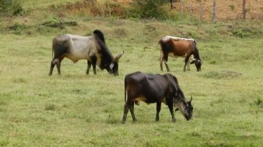 Zebu sığırları, Zebuno, Guzer, Gir ve Nellore arasındaki geçişin sonucudur.