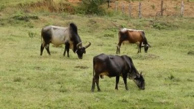 Zebu sığırları, Zebuno, Guzer, Gir ve Nellore arasındaki geçişin sonucudur.
