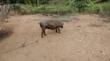 Ormandaki vahşi köpek