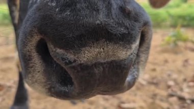 Zebu sığırları, Zebuno, Guzer, Gir ve Nellore arasındaki geçişin sonucudur.
