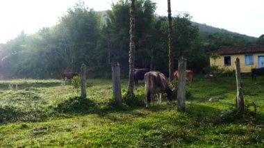 Zebu sığırları, Zebuno, Guzer, Gir ve Nellore arasındaki geçişin sonucudur.