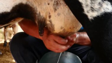 Zebu sığırları, Zebuno, Guzer, Gir ve Nellore arasındaki geçişin sonucudur.
