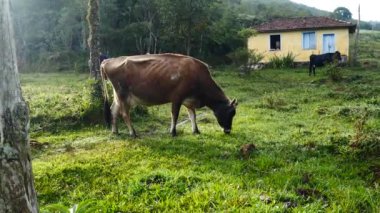Zebu sığırları, Zebuno, Guzer, Gir ve Nellore arasındaki geçişin sonucudur.