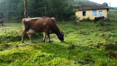 Zebu sığırları, Zebuno, Guzer, Gir ve Nellore arasındaki geçişin sonucudur.