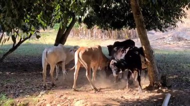 Zebu sığırları, Zebuno, Guzer, Gir ve Nellore arasındaki geçişin sonucudur.