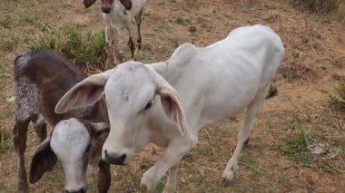 Zebu sığırları, Zebuno, Guzer, Gir ve Nellore arasındaki geçişin sonucudur.