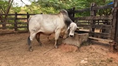 Zebu sığırları, Zebuno, Guzer, Gir ve Nellore arasındaki geçişin sonucudur.