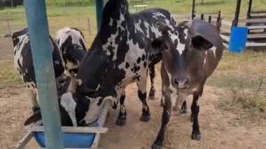 Zebu sığırları, Zebuno, Guzer, Gir ve Nellore arasındaki geçişin sonucudur.