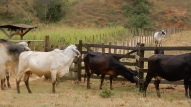 Zebu sığırları, Zebuno, Guzer, Gir ve Nellore arasındaki geçişin sonucudur.