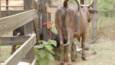 Zebu sığırları, Zebuno, Guzer, Gir ve Nellore arasındaki geçişin sonucudur.