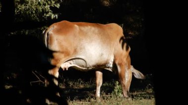 Zebu sığırları, Zebuno, Guzer, Gir ve Nellore arasındaki geçişin sonucudur.