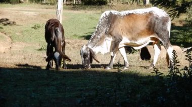 Zebu sığırları, Zebuno, Guzer, Gir ve Nellore arasındaki geçişin sonucudur.