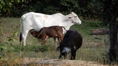 Zebu sığırları, Zebuno, Guzer, Gir ve Nellore arasındaki geçişin sonucudur.