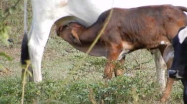 Zebu sığırları, Zebuno, Guzer, Gir ve Nellore arasındaki geçişin sonucudur.