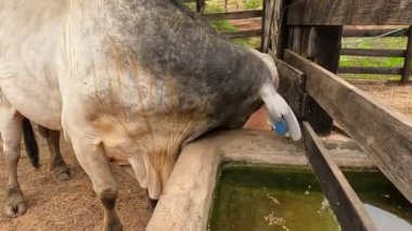 Zebu sığırları, Zebuno, Guzer, Gir ve Nellore arasındaki geçişin sonucudur.