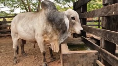 Zebu sığırları, Zebuno, Guzer, Gir ve Nellore arasındaki geçişin sonucudur.