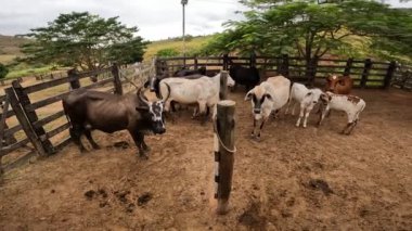 Zebu sığırları, Zebuno, Guzer, Gir ve Nellore arasındaki geçişin sonucudur.