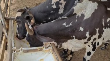 Zebu sığırları, Zebuno, Guzer, Gir ve Nellore arasındaki geçişin sonucudur.