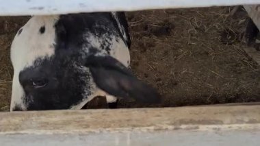 Zebu sığırları, Zebuno, Guzer, Gir ve Nellore arasındaki geçişin sonucudur.