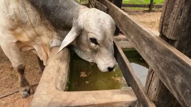 Zebu sığırları, Zebuno, Guzer, Gir ve Nellore arasındaki geçişin sonucudur.