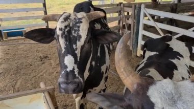 Zebu sığırları, Zebuno, Guzer, Gir ve Nellore arasındaki geçişin sonucudur.