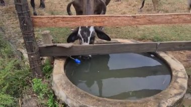 Zebu sığırları, Zebuno, Guzer, Gir ve Nellore arasındaki geçişin sonucudur.