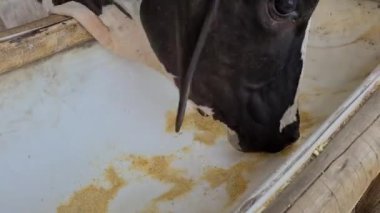 Zebu sığırları, Zebuno, Guzer, Gir ve Nellore arasındaki geçişin sonucudur.