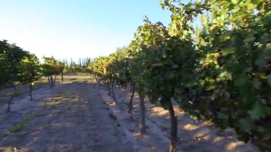 Kırmızı şarap üretimi için üzüm tarlası