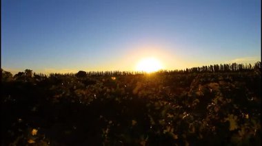 Arjantin, Mendoza 'da kırmızı şarap üretimi için üzüm tarlası