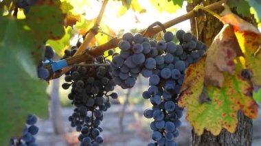 Arjantin, Mendoza 'da kırmızı şarap üretimi için üzüm tarlası