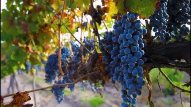 Arjantin, Mendoza 'da kırmızı şarap üretimi için üzüm tarlası