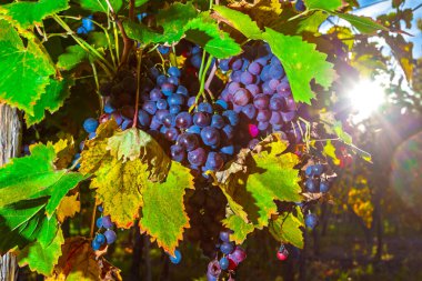 Üzümler, ekinler, üzümler.